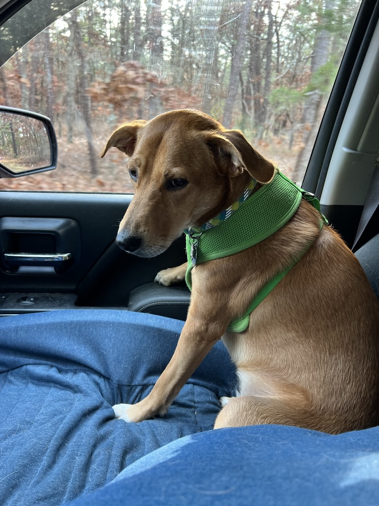 Miss Sylvia resting in the car at Long Island Creative Contracting, keeping an eye on the team.