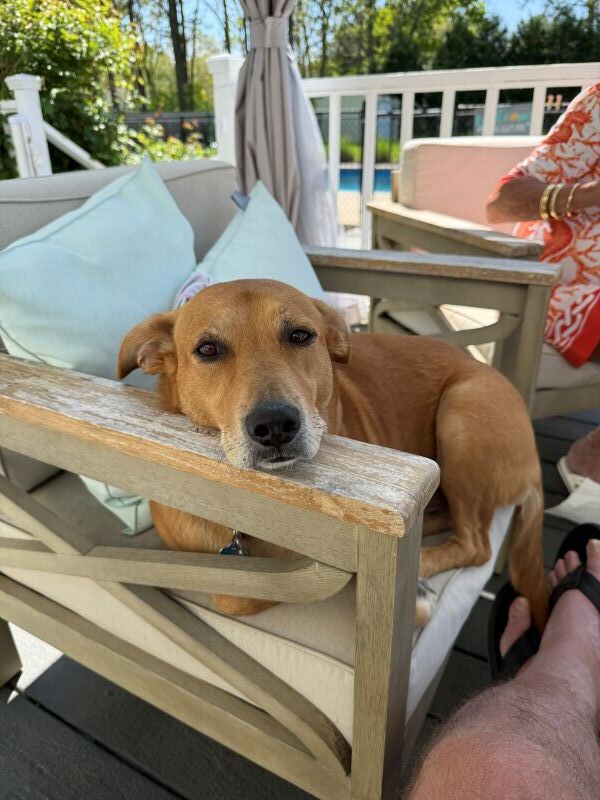 Miss Sylvia, loyal office companion at LICC, enjoying the good life